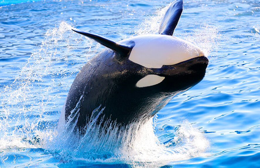鴨川シーワールドホテル — 鴨川・前原海岸 · 水族館直結、全室オーシャンビューの家族向けリゾート