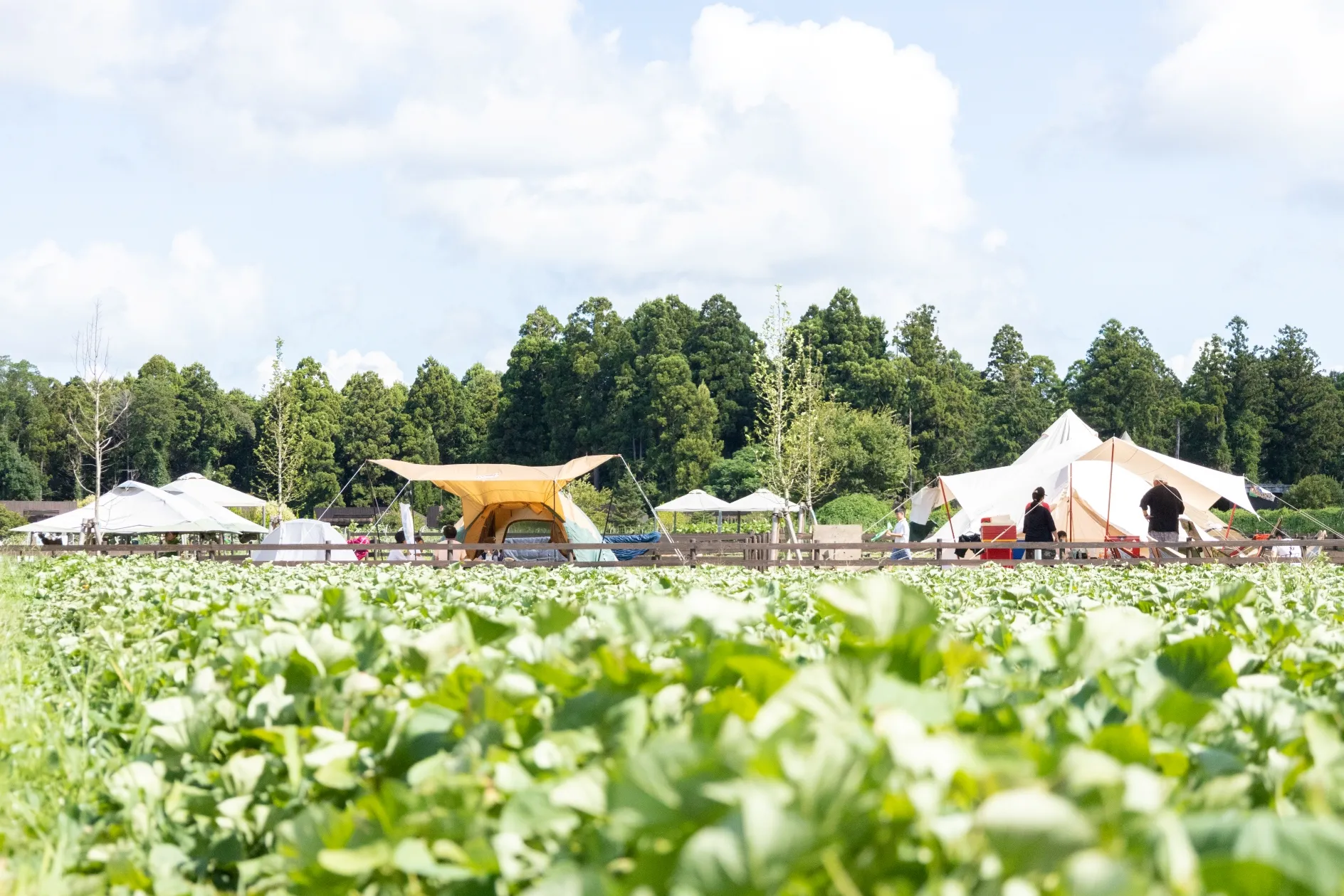 農園リゾート ザファーム — 千葉県香取市 · 敷地10haの農園グランピング施設の宿泊棟