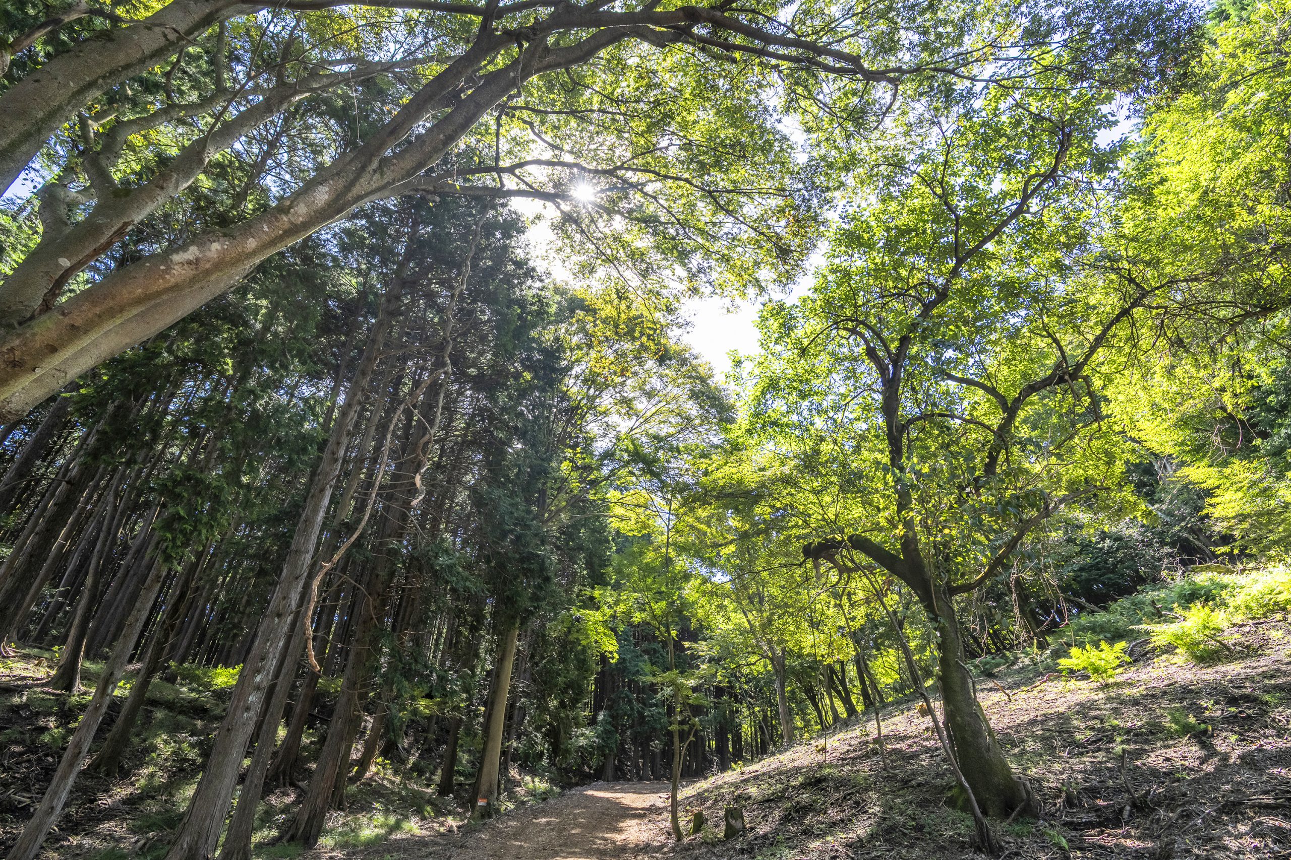 奏の森リゾート — 静岡・伊東 · 大室山麓の森に田んぼを備えたグランピングリゾート
