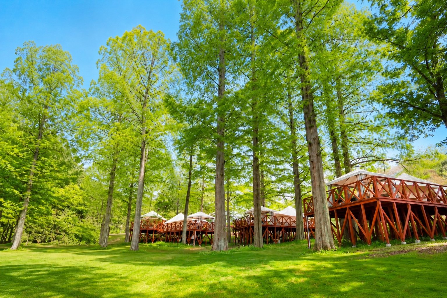THE BOTANICAL RESORT 林音 — 茨城県那珂市 · メタセコイア林の中に並ぶ高床デッキのグランピングテント
